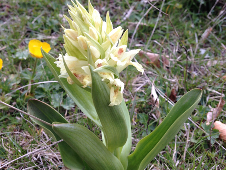 Tast d’orquídies silvestres