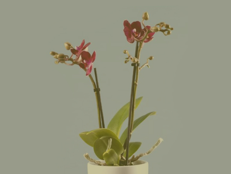 Curs. Iniciació al cultiu de les orquídies (III)